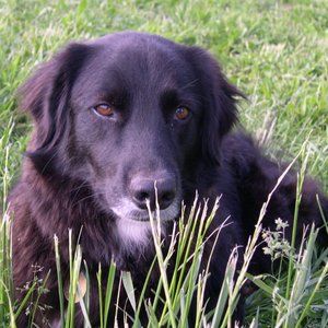 Meet your Posher, Aussie Samantha